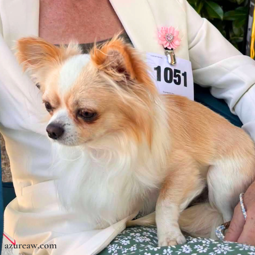 broche porte-numéro portée en exposition pour montrer le rendu | Azureaw