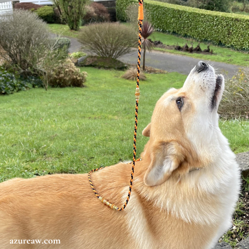 Chien portant une laisse mousqueton pour montrer le rendu | Azureaw