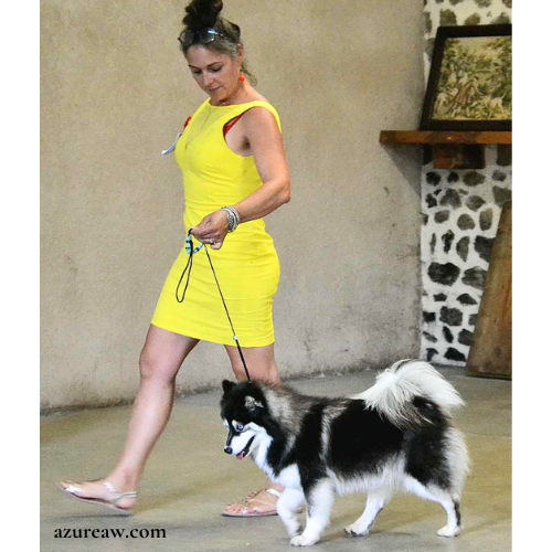Chien portant une laisse d'exposition pour montrer le rendu | Azureaw