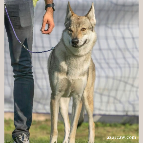Chien portant une laisse d'exposition pour montrer le rendu | Azureaw