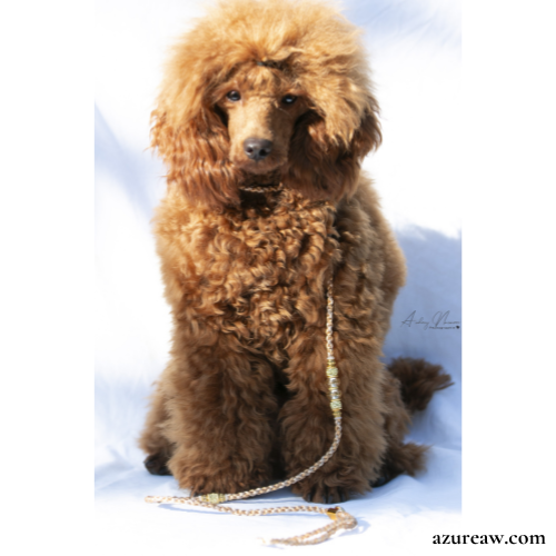 Chien portant une laisse mousqueton pour montrer le rendu | Azureaw