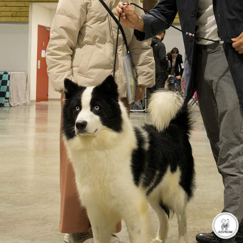 Laisse d’exposition portée par un chien – Azureaw Laisse d’exposition portée par un chien pour montrer le rendu | Azureaw