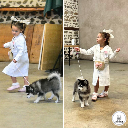 Laisse d'exposition portée – Azureaw Chien portant une laisse d'exposition pour montrer le rendu | Azureaw