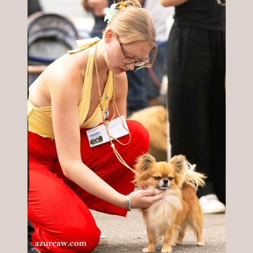 Laisse d'exposition portée – Azureaw Chien portant une laisse d'exposition pour montrer le rendu | Azureaw