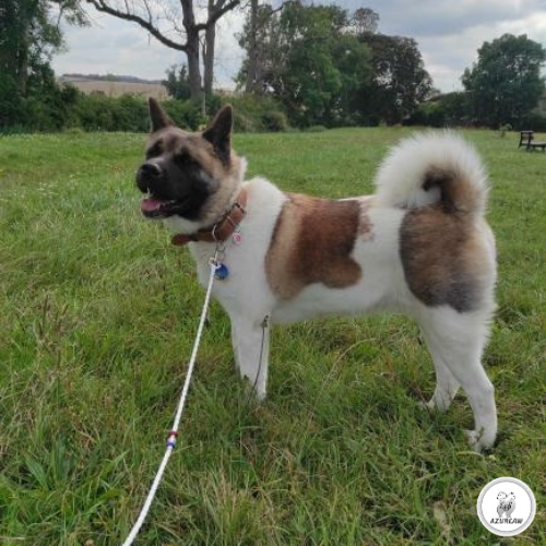 Laisse mousqueton - Fait main