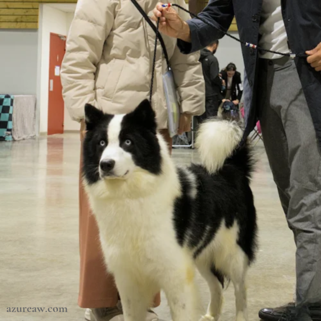 Laisse d’exposition portée par un chien pour montrer le rendu | Azureaw