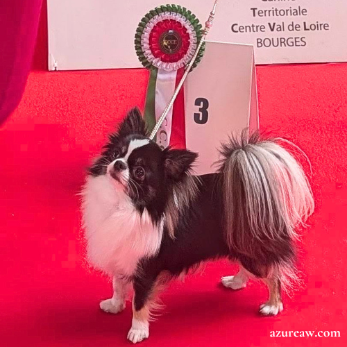 Laisse d'exposition portée – Azureaw Chien portant une laisse d'exposition pour montrer le rendu | Azureaw