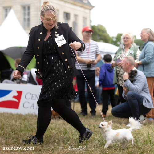 Chien portant une laisse d'exposition pour montrer le rendu | Azureaw