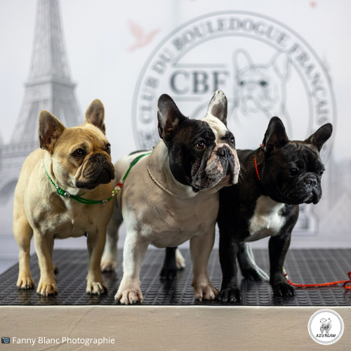 Chiens présentés en exposition avec des laisses Azureaw aux couleurs de l’Italie vert blanc rouge