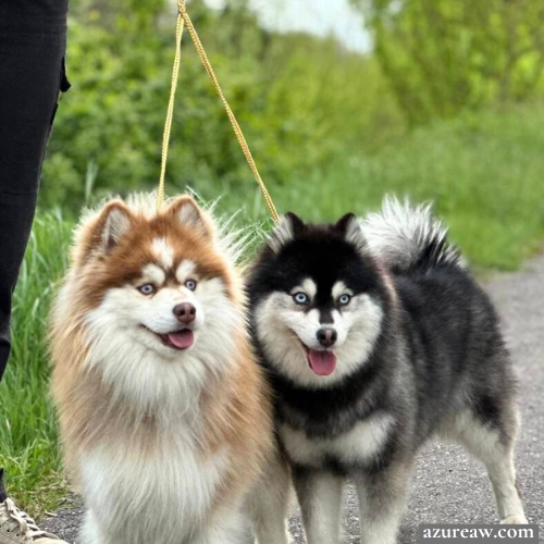 Chiens portant un accouple pour montrer le rendu | Azureaw