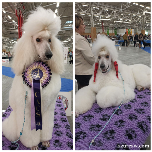 Laisse expositions canine pour grand chien - Fait main