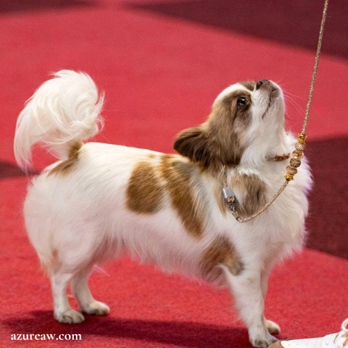 Laisse d'exposition scintillante portée – Azureaw Chien portant une laisse d'exposition scintillante pour montrer le rendu | Azureaw