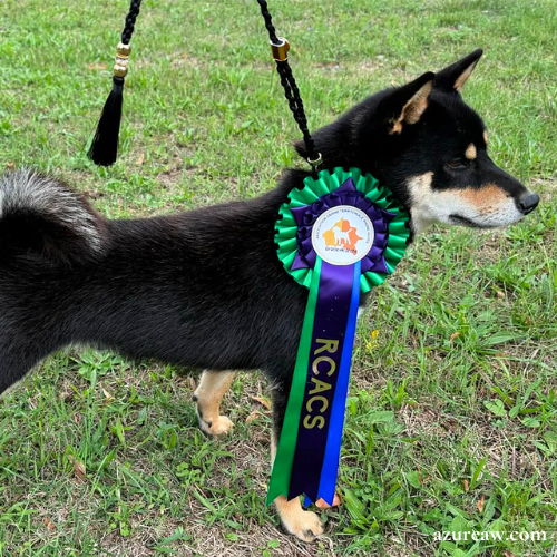 Laisse d’exposition portée par un chien pour montrer le rendu | Azureaw
