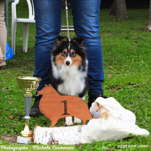 Chien portant une laisse d'exposition pour montrer le rendu | Azureaw