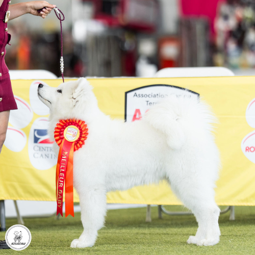 Laisse d'exposition portée – Azureaw Chien portant une laisse d'exposition pour montrer le rendu | Azureaw
