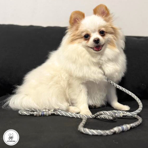 Laisse mousqueton portée – Azureaw Chien portant une laisse mousqueton pour montrer le rendu | Azureaw