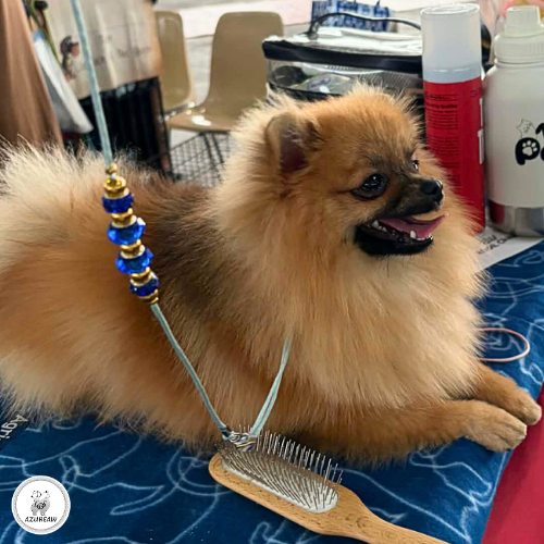 Chien portant une laisse d’exposition pour montrer le rendu | Azureaw