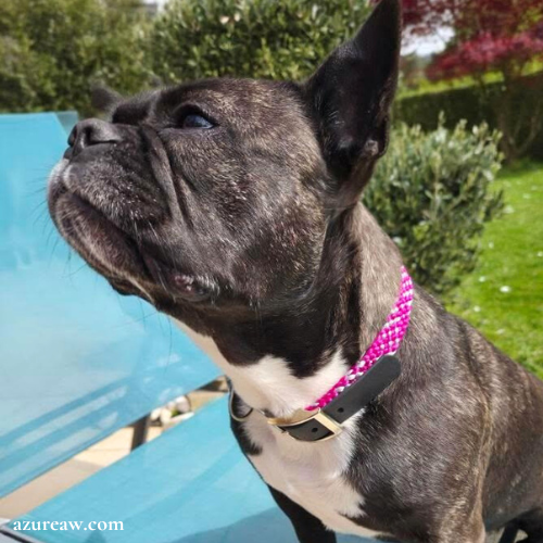 Collier tressé attache biothane porté – Azureaw Chien portant un collier tressé attache Biothane pour montrer le rendu | Azureaw