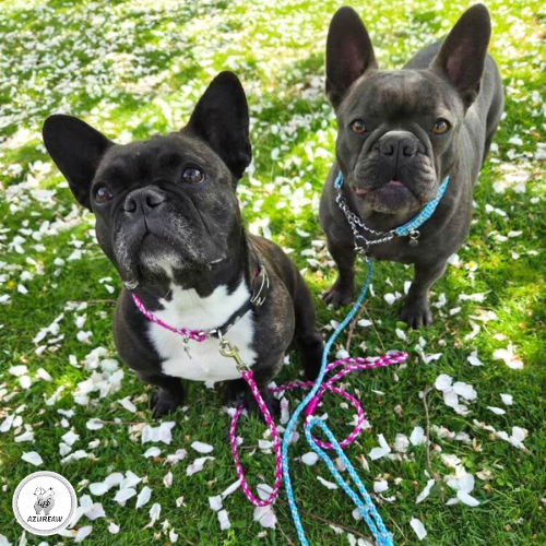 Laisse mousqueton - Fait main