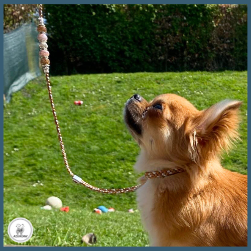 Chien portant une laisse d'exposition pour montrer le rendu | Azureaw