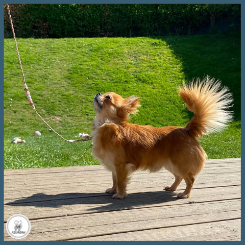 Laisse d’exposition portée par un Chihuahua – Azureaw Chien portant une laisse d’exposition pour montrer le rendu | Azureaw