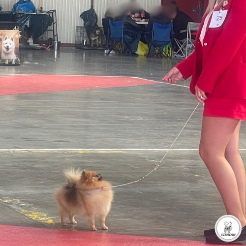 Laisse expositions canines Luxe Mini chien - Fait main Laisse expositions canines Luxe Mini chien - Fait main