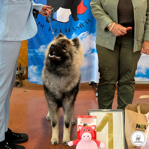 Laisse d’exposition noir et argent portée par un Eurasier – Nationale d’Élevage CFE 2025 Eurasier portant une laisse d’exposition tressée noire et argent lors de la Nationale d’Élevage du CFE 2025