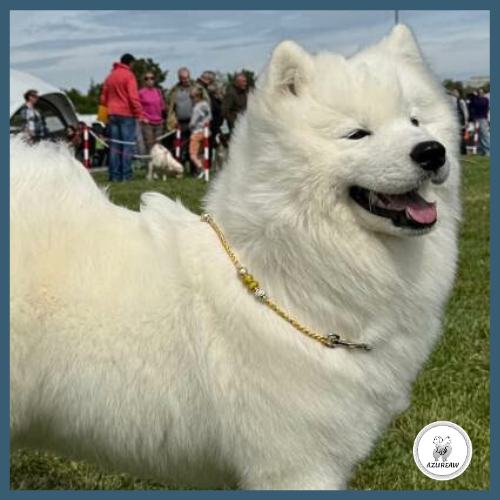 Chien portant une laisse mousqueton pour montrer le rendu | Azureaw