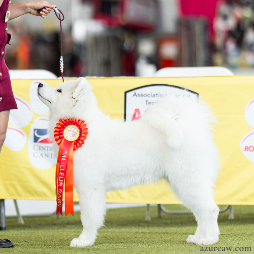 Chien portant une laisse d'exposition pour montrer le rendu | Azureaw
