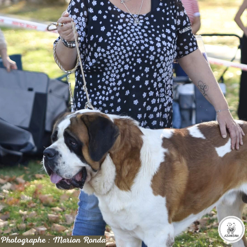 Laisse expositions canines pour grand chien - Fait main