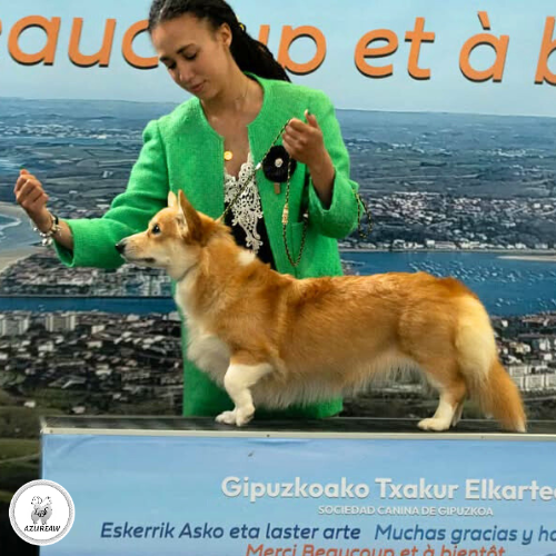 Chien portant une laisse d'exposition pour montrer le rendu | Azureaw