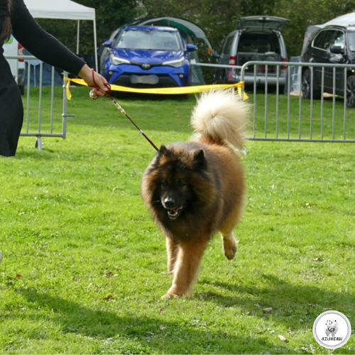Chien portant une laisse d'exposition pour montrer le rendu | Azureaw