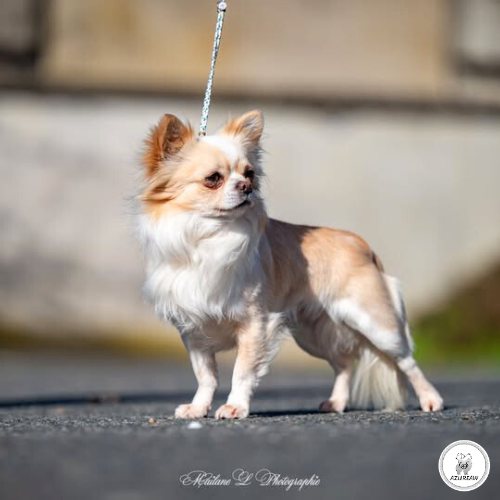 Chien portant une laisse d'exposition pour montrer le rendu | Azureaw