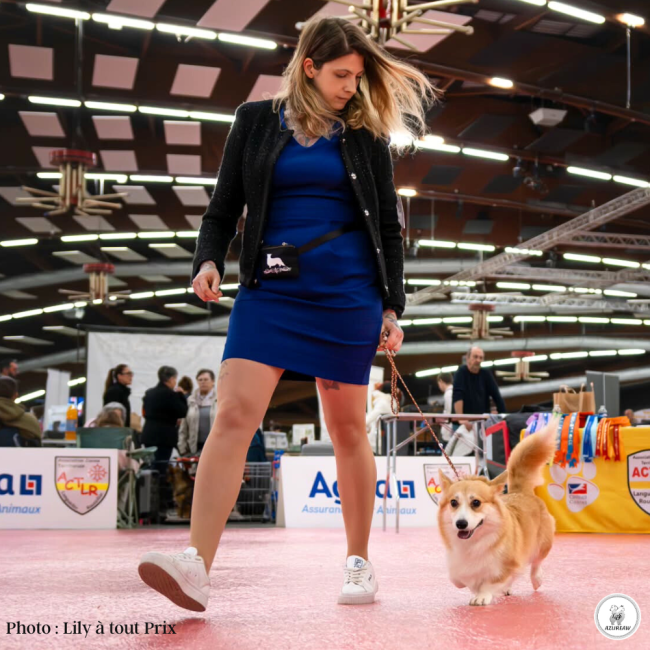 Chien portant une laisse d'exposition pour montrer le rendu | Azureaw