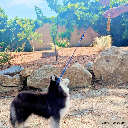 Chien portant une laisse d'exposition pour montrer le rendu | Azureaw