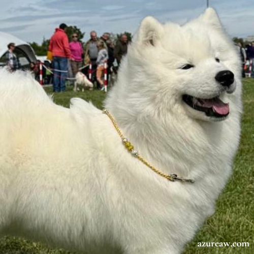 Chien portant une laisse mousqueton pour montrer le rendu | Azureaw