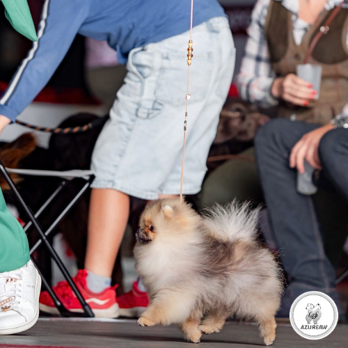 Laisse expositions canines Mini chien sans sous-gorge - Fait main Laisse expositions canines Mini chien sans sous-gorge - Fait main