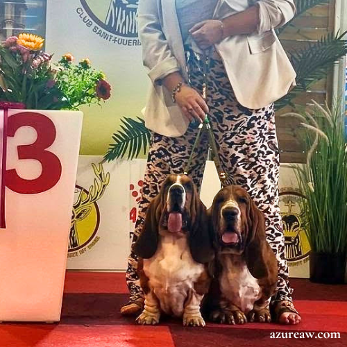 Chiens portant un accouple pour montrer le rendu | Azureaw