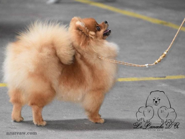 Chien portant une laisse d'exposition pour montrer le rendu | Azureaw
