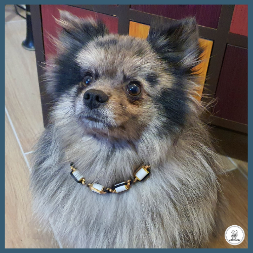 Chien portant un collier Perles céramique EM pour montrer le rendu | Azureaw