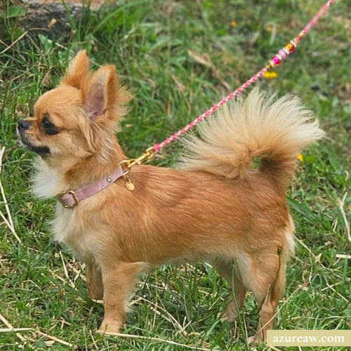 Chien portant une laisse mousqueton pour montrer le rendu | Azureaw