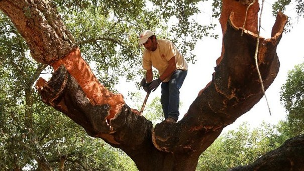 Récolte traditionnelle du liège sur un chêne-liège sans abattage de l'arbre