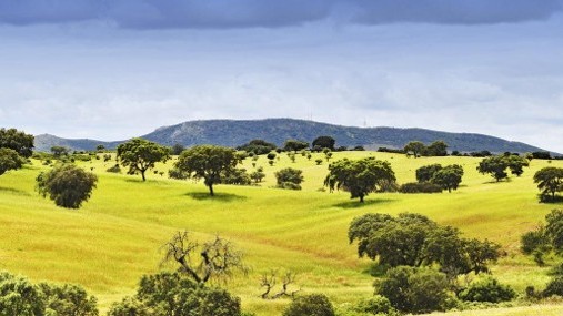 Paysage de montado et chênes-lièges dans l'Alentejo au Portugal