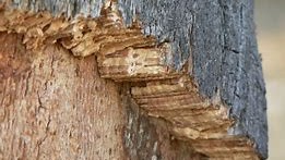 Écorce de chêne-liège et tissu de liège naturel, matière emblématique de Casaval