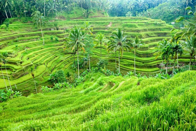 Rizières en terrasse de Ubud, Indonésie (photo depositphotos.com)