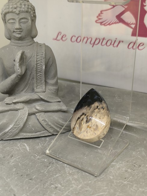 Pierre fossilisée de palmier pour collection minéralogique