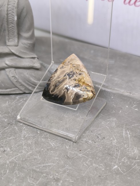 Pierre ancienne bois fossilisé racine de palmier