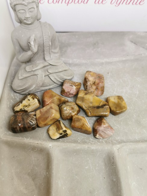 pierre naturelle bois fossilisé brun