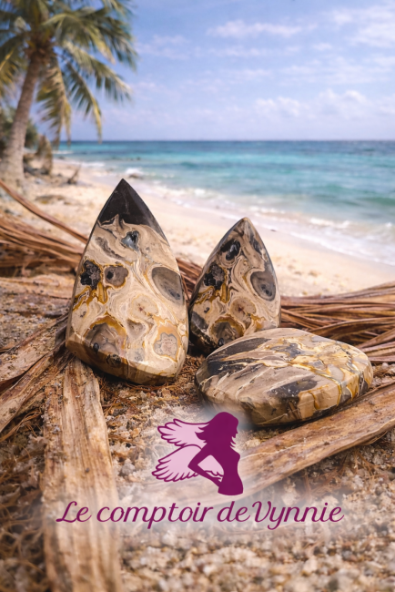 Pierre de collection bois fossilisé Pierre ancienne bois fossilisé racine de palmier