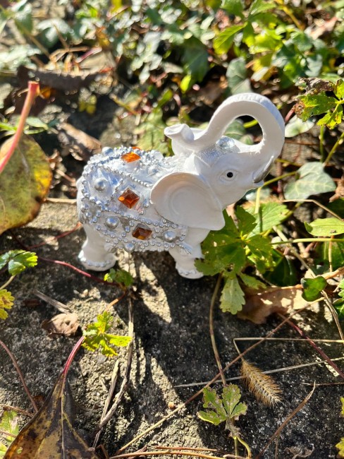 WhatsApp Image 2025-12-15 at 21.36.24